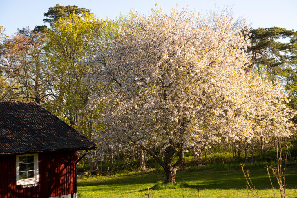 Credits: Lars Sjöqvist/imagebank.sweden.se